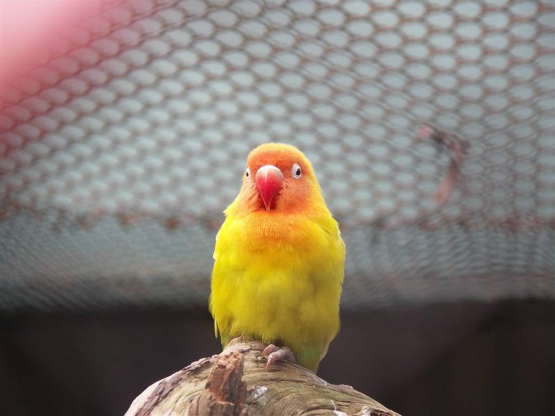 Dieren